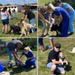 Rabies and Micro Chip Clinic